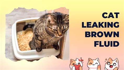 male cat leaking brown fluid|Cat Leaking Brown Fluid (Explanations and Solutions)。